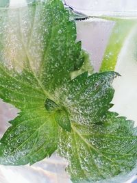 Plants growing on a tree