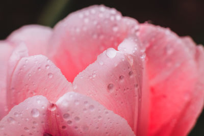 Close-up of wet pink rose blooming against black background