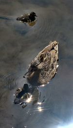 High angle view of bird swimming in lake