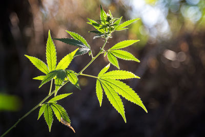 Close-up of plant