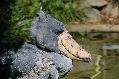 Close-up of bird  in lake