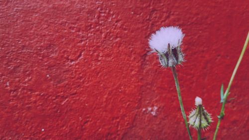 Close-up of red flowering plant