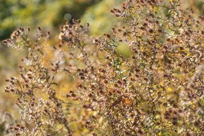 Close-up of plants