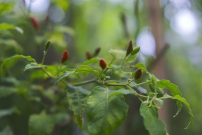 Close-up of berries growing on plant