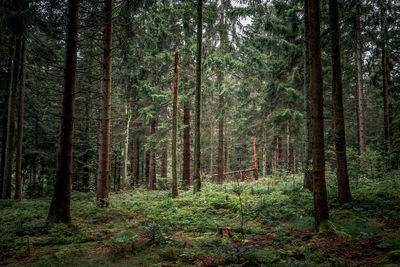 Pine trees in forest