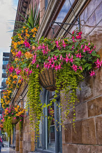 Low angle view of pink flowers blooming on window