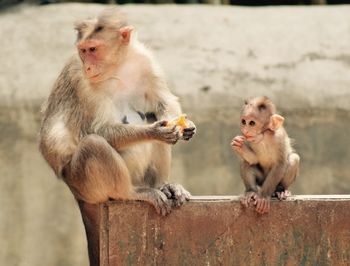 Monkeys on water