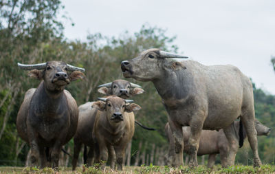 Sheep grazing on field