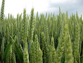 Close-up of wheat growing on field against sky