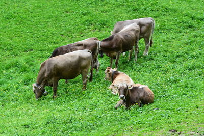 Cows grazing in grassy field