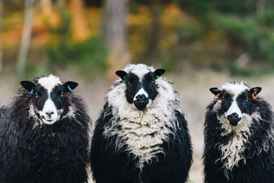 Close-up of sheep