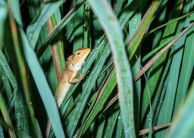 Close-up of a lizard