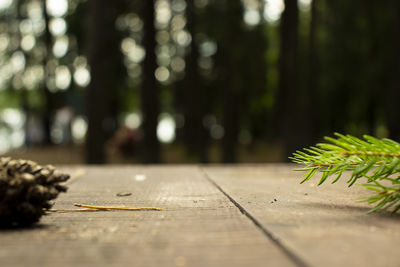 Background for product placement. wooden table in a fir forest in blur