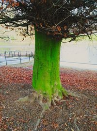 Close-up of tree trunk during autumn