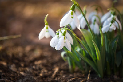 Close-up of white flowering plant on field