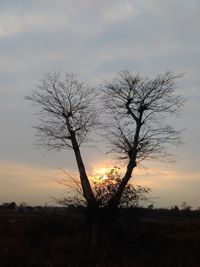 Silhouette tree on field against sky during sunset