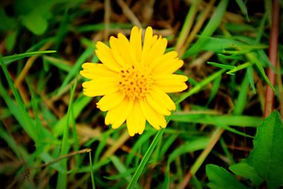 Close-up of yellow flower blooming in field