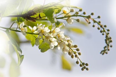 Close-up of white flowering plant