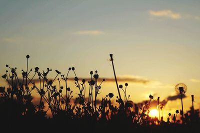 Silhouette plants against sky during sunset