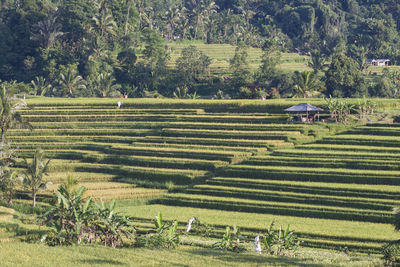 High angle view of agricultural field
