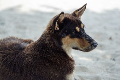Close-up of a dog looking away