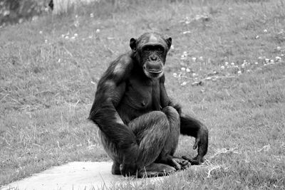Portrait of chimpanzee on grassy field in zoo