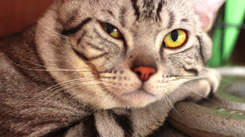 Close-up portrait of a cat