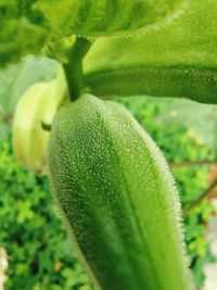 Close-up of green leaf