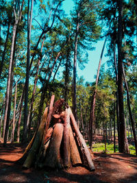 Trees in forest against sky