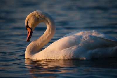 Close-up of swan swimming in lake