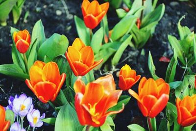 Close-up of red tulip blooming outdoors