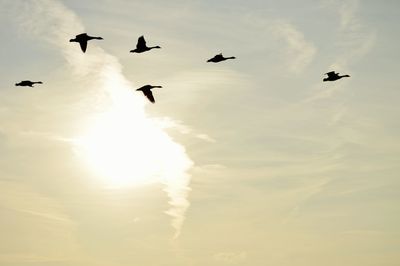 Low angle view of silhouette birds flying against sky