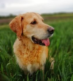 Close-up of a dog looking away