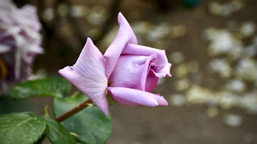 Close-up of pink rose