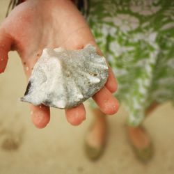 Close-up of hand feeding crab