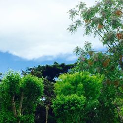 Low angle view of trees against sky