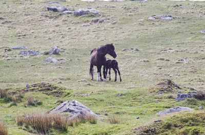 Horses on field