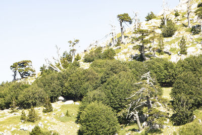 Trees and plants growing on field against clear sky