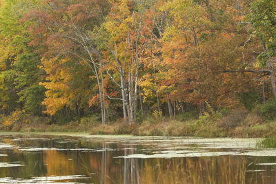 Reflection of trees in lake