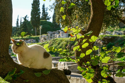 Cat relaxing on tree