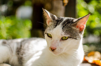 Close-up portrait of a cat