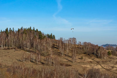 Plants growing on land against sky