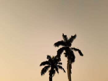 Low angle view of coconut palm tree against clear sky