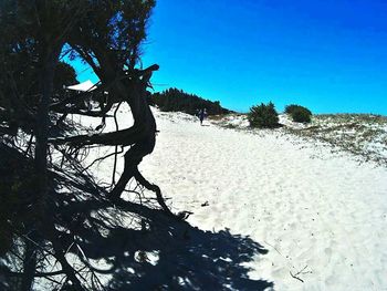 Low angle view of trees on beach against blue sky