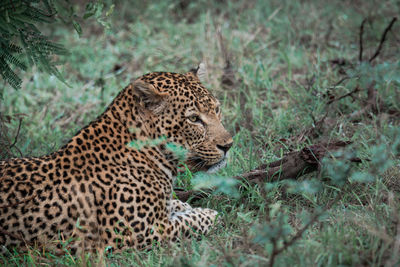 Leopard, hiding