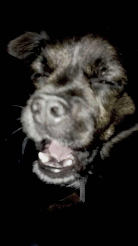 animal themes, one animal, mammal, pets, domestic animals, indoors, black background, wildlife, close-up, dog, night, studio shot, young animal, animals in the wild, no people, portrait, animal head, front view, sitting, full length