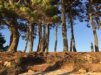 Trees on beach against blue sky