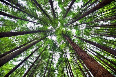 Low angle view of trees in forest