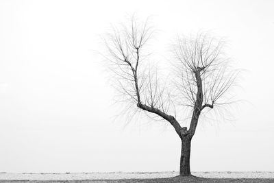 Bare tree against sea against clear sky