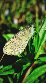 Close-up of insect on leaf